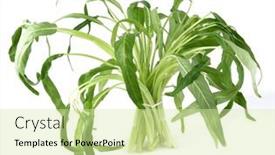 Presentation with spinach - PPT theme featuring water-spinach-isolated-on-white background and a soft green colored foreground