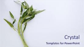  Presentation with spinach - Beautiful PPT theme featuring water-spinach-isolated-on-white backdrop and a sky blue colored foreground