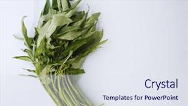  Presentation with spinach - Audience pleasing presentation design consisting of water-spinach-isolated-on-white backdrop and a sky blue colored foreground