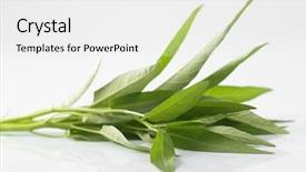  Presentation with spinach - Colorful slide deck enhanced with water spinach isolated on white background backdrop and a white colored foreground