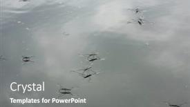  Presentation with rain water - PPT theme having water-strider-beetle background and a gray colored foreground