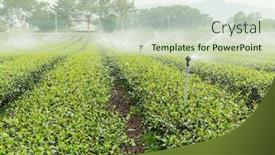  Presentation with green tea - Amazing PPT theme having water supply for green tea backdrop and a soft green colored foreground