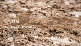  Presentation with rain water - Slides consisting of water-thick-knee-or-water background and a coral colored foreground