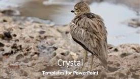  Presentation with rain water - Beautiful presentation theme featuring water-thick-knee-or-water backdrop and a coral colored foreground