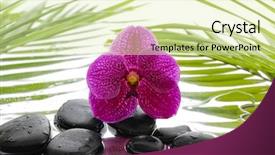  Presentation with black and green - PPT theme featuring water treatment plant - red orchid with black stones background and a soft green colored foreground