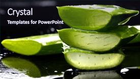  Presentation with water rain drop hanging on a fresh green leaf - PPT theme consisting of water treatment plant - slice green leaf of aloe background and a wine colored foreground