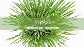  Presentation with green plate - Colorful theme enhanced with water wheat - fresh new green grass backdrop and a seafoam green colored foreground