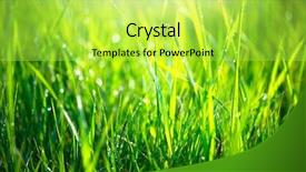  Presentation with abstract spring green - PPT layouts with water wheat - grass texture fresh green spring background and a yellow colored foreground