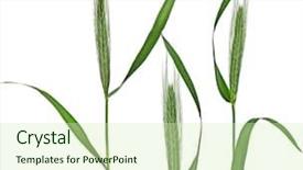  Presentation with meadow - Slide set featuring water wheat - young spikelet barley of green background and a soft green colored foreground