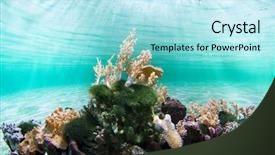  Presentation with coral reef - PPT layouts consisting of water wise - healthy coral reef background and a arctic colored foreground