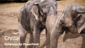  Presentation with elephants - Slide deck consisting of water wise - herd of elephants on sandy background and a violet colored foreground