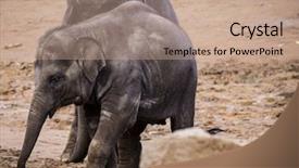  Presentation with ground handling - Theme having water wise - herd of elephants on sandy background and a coral colored foreground