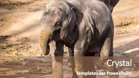  Presentation with elephants - Audience pleasing PPT layouts consisting of water wise - herd of elephants on sandy backdrop and a tawny brown colored foreground