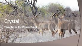  Presentation with south africa - Amazing presentation theme having waterbuck in the dry grassland backdrop and a gray colored foreground