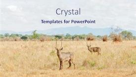  Presentation with national - Amazing PPT theme having waterbuck-kobus-ellipsiprymnus-or-kuru backdrop and a sky blue colored foreground
