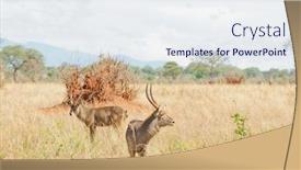  Presentation with scientific - Theme featuring waterbuck-scientific-name-kobus-ellipsiprymnus background and a sky blue colored foreground