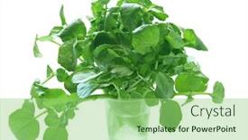  Presentation with measuring - Amazing slide set having watercress-in-a-measuring-cup backdrop and a seafoam green colored foreground