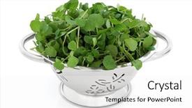  Presentation with stainless steel - Colorful PPT theme enhanced with watercress-in-a-stainless-steel backdrop and a white colored foreground