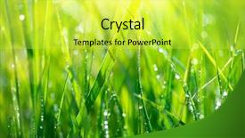  Presentation with soft focus abstract nature - Amazing slide deck having waterdrops - grass fresh green spring grass backdrop and a yellow colored foreground