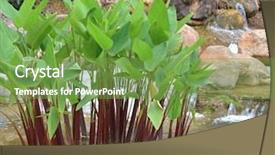  Presentation with aquatic - Amazing PPT theme having waterfall and aquatic plant backdrop and a seafoam green colored foreground