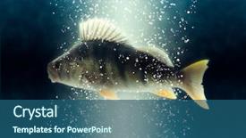  Presentation with fish river - Slide set featuring fish big river european perch background and a ocean colored foreground