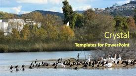  Presentation with pond - PPT theme featuring waterfowl-on-island-in-pond background and a tawny brown colored foreground