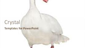  Presentation with history earth globe isolated white - PPT theme featuring waterfowl-syanding-isolated-on-white background and a cream colored foreground