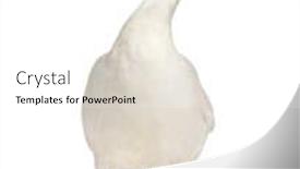  Presentation with white - Audience pleasing PPT layouts consisting of waterfowl-syanding-isolated-on-white backdrop and a white colored foreground