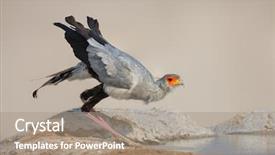  Presentation with drinking water - Theme having waterhole in etosha sagittarius background and a coral colored foreground