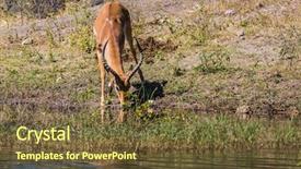  Presentation with exotic animals - Slide deck consisting of watering animals in the okavango delta antelope - impala the concept of exotic tourism in africa chobe national park in botswana background and a tawny brown colored foreground