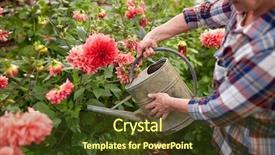  Presentation with dahlia - Cool new PPT theme with watering can and dahlia backdrop and a tawny brown colored foreground