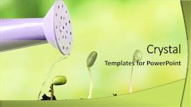  Presentation with soil - Presentation theme with watering green bean seedlings background and a blonde colored foreground