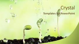  Presentation with soil - Audience pleasing presentation theme consisting of watering green bean seedlings backdrop and a soft green colored foreground