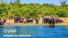  Presentation with african river - Beautiful theme featuring watering in the okavango delta chobe national park in botswana african elephants crossing river in shallow water the concept of active and exotic tourism backdrop and a teal colored foreground