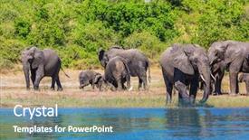  Presentation with african river - Slide deck having watering in the okavango delta chobe national park in botswana herd of african elephants crossing river in shallow water the concept of active and exotic tourism background and a teal colored foreground