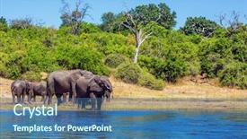  Presentation with africa tourism - Slides enhanced with watering in the river okavango africa the oldest national park in botswana - chobe national park herd of elephants adults and cubs crossing river in water the concept of active tourism background and a ocean colored foreground