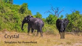  Presentation with elephants - Theme consisting of watering large animals in the okavango delta two elephants fascinating journey to africa chobe national park in botswana background and a yellow colored foreground