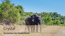  Presentation with journey - Colorful slide deck enhanced with watering large animals in the okavango delta elephant - loner fascinating journey to africa chobe national park in botswana backdrop and a coral colored foreground