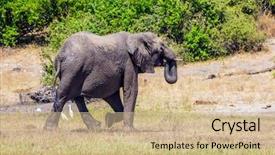  Presentation with journey - Audience pleasing theme consisting of watering large animals in the okavango delta elephants chobe national park in botswana fascinating journey to africa backdrop and a coral colored foreground