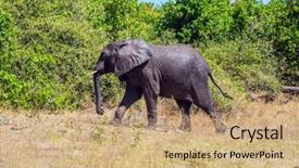  Presentation with journey - Colorful theme enhanced with watering large animals in the okavango delta elephant - loner fascinating journey to africa chobe national park in botswana backdrop and a coral colored foreground