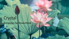  Presentation with lotus - PPT theme enhanced with lotus or waterlilly flower background and a seafoam green colored foreground