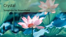  Presentation with lotus flower - Slides having lotus or waterlilly flower in the pond background and a seafoam green colored foreground