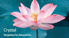  Presentation with blooming lotus flower of pink - Presentation theme having lotus or waterlilly flower background and a ocean colored foreground