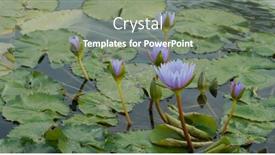  Presentation with pond - Presentation theme featuring waterlily-in-the-water-pond background and a gray colored foreground