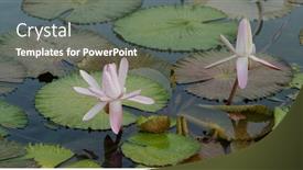 Presentation with pond - PPT layouts enhanced with waterlily-in-the-water-pond background and a gray colored foreground