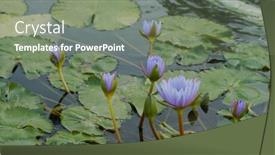  Presentation with pond - Amazing slide deck having waterlily-in-the-water-pond backdrop and a gray colored foreground