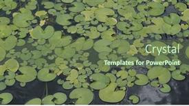  Presentation with leave - Presentation having waterlily-water-pond-with-green background and a tawny brown colored foreground