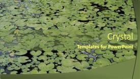  Presentation with leave - Presentation theme consisting of waterlily-water-pond-with-green background and a tawny brown colored foreground
