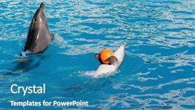  Presentation with dolphin - Colorful slides enhanced with waterpolo sport - dolphin playing with a orange backdrop and a teal colored foreground