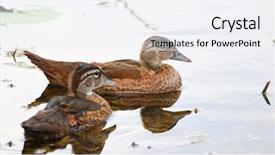  Presentation with canadian - Theme consisting of watery eyes - canadian goose and goslings background and a sky blue colored foreground